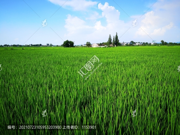 秧田