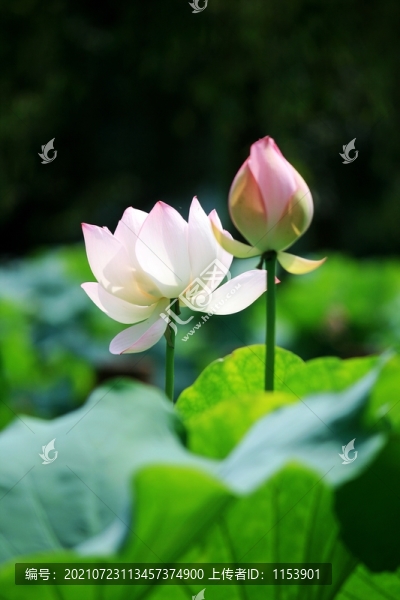 荷花