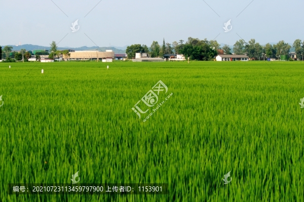 水稻田