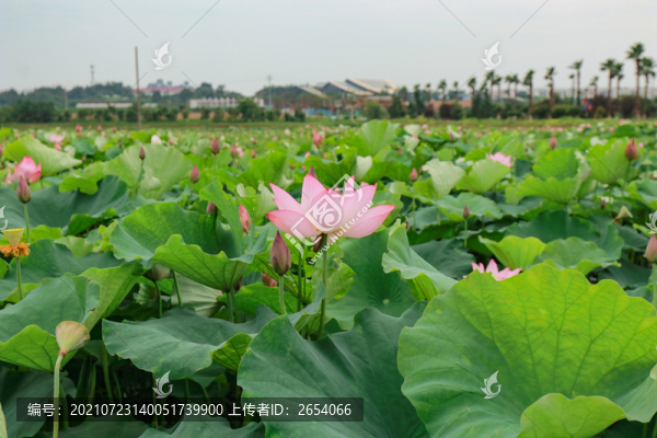荷花