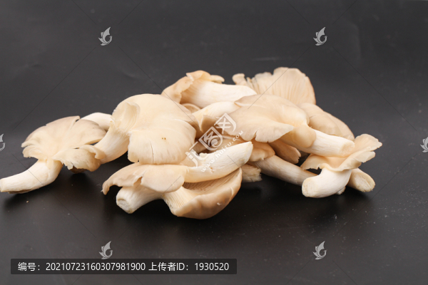 秀珍菇