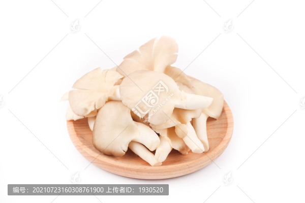 秀珍菇