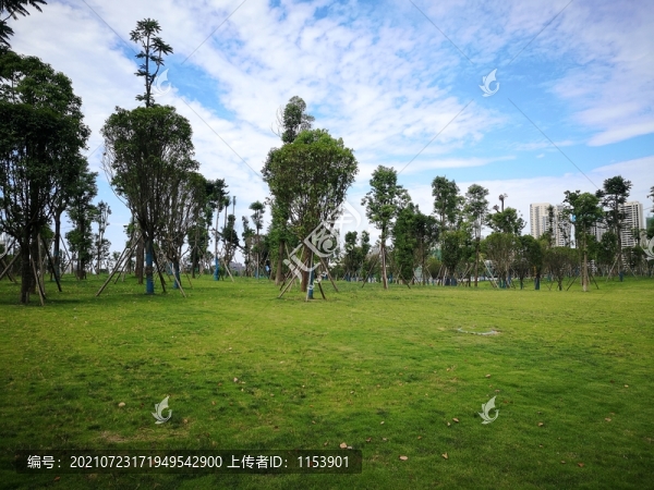 綠草地