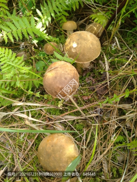 牛肝菌