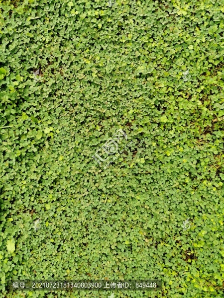 四葉草三葉草