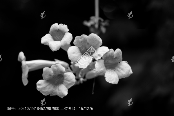 黑白花卉