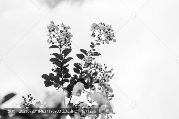 黑白花卉