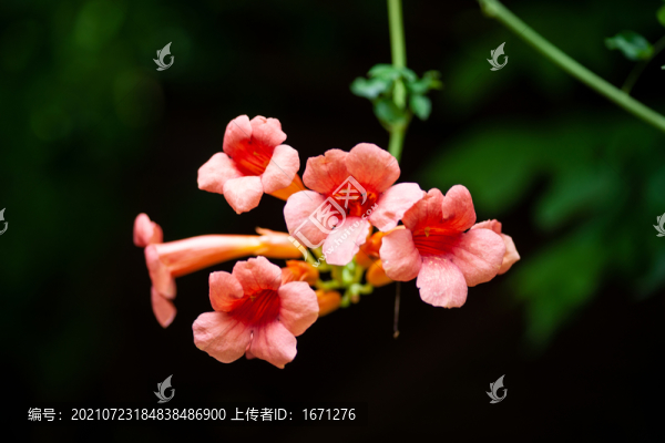 盛開的花