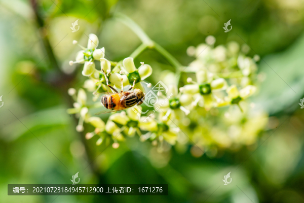 衛(wèi)矛