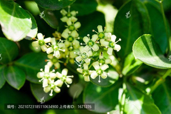 衛(wèi)矛