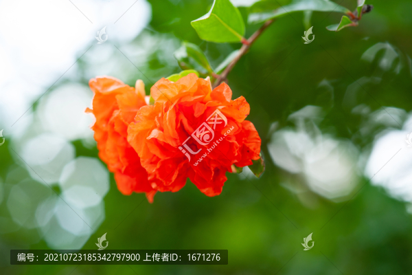 石榴花