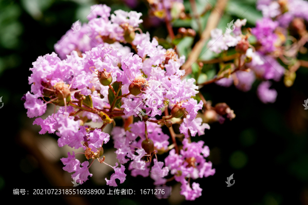 紫薇花
