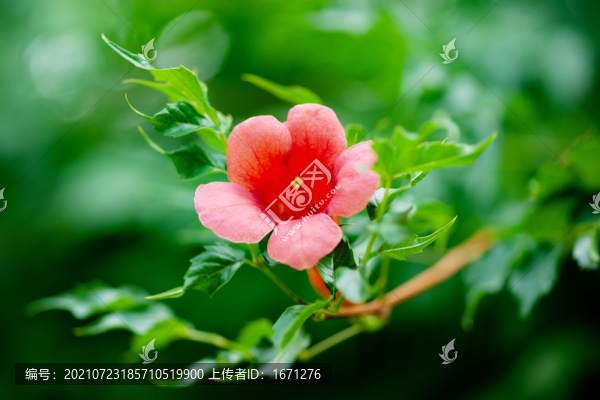 凌霄花