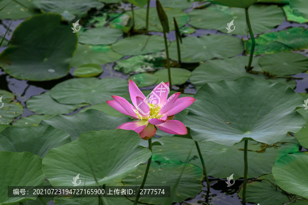 荷花
