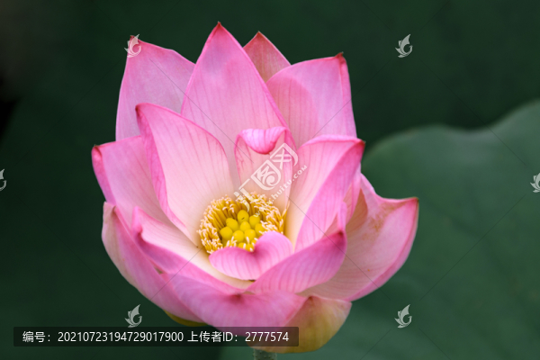 一朵荷花