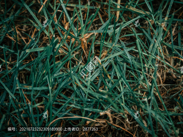 綠色草地商用攝影