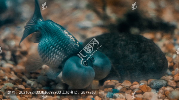 大頭魚