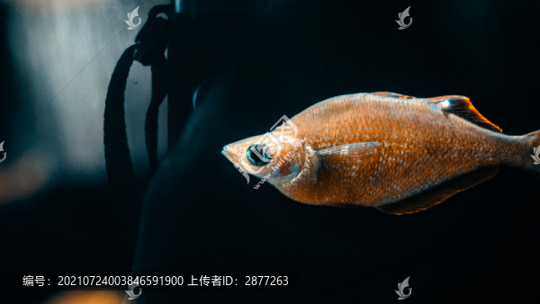 魚