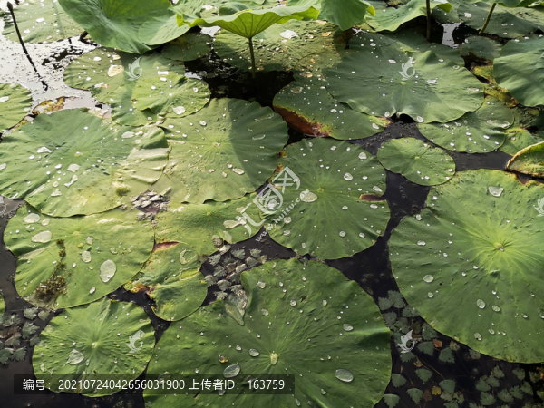 滴水荷葉