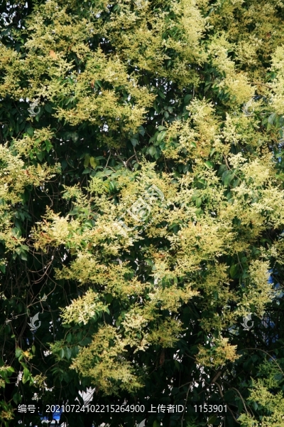 女貞