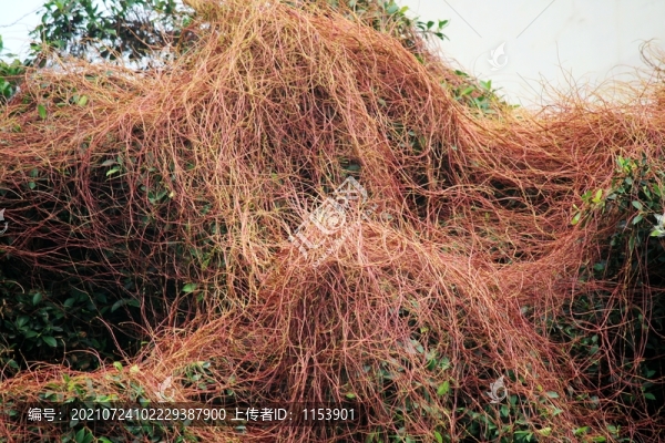 金燈藤