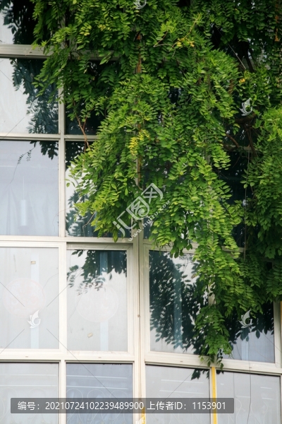 窗前綠化