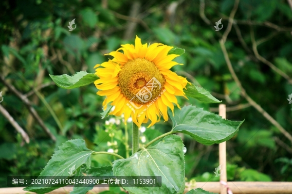 向日葵