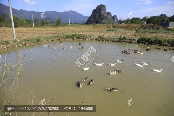 水塘一群鴨