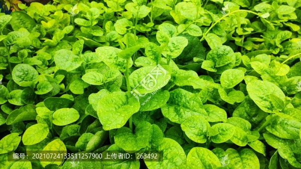 軟漿葉