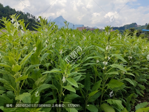 芝麻種植