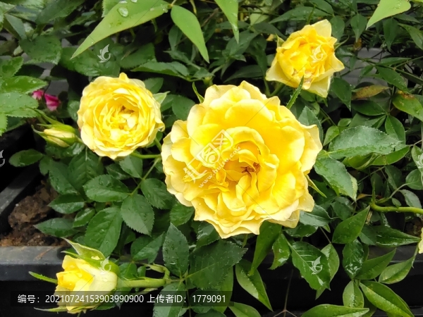 月季花