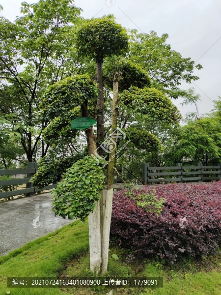 公園園林