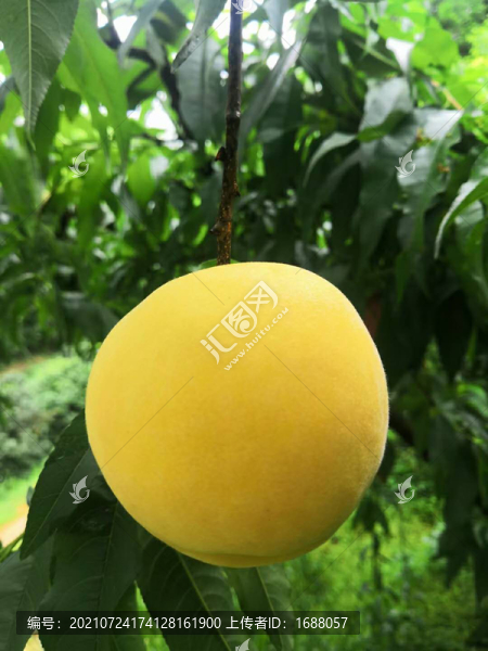 炎陵黃桃