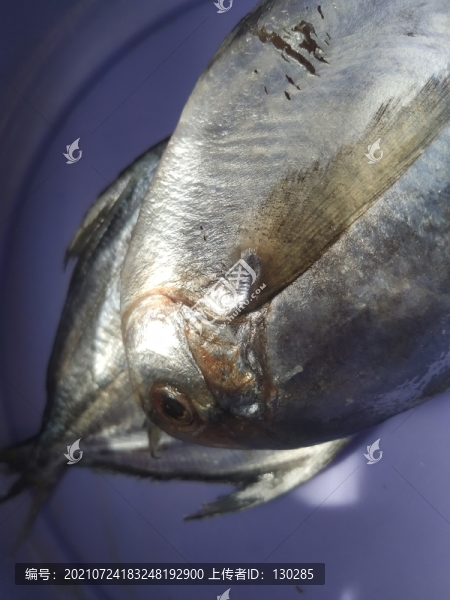 倉魚