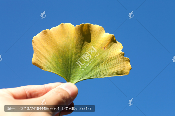 手持銀杏葉對著天空