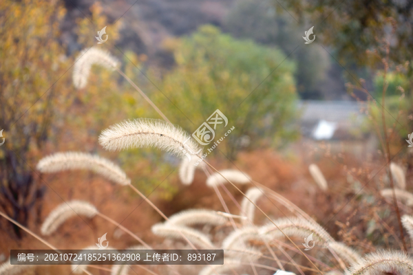 深秋枯黃的狗尾巴草