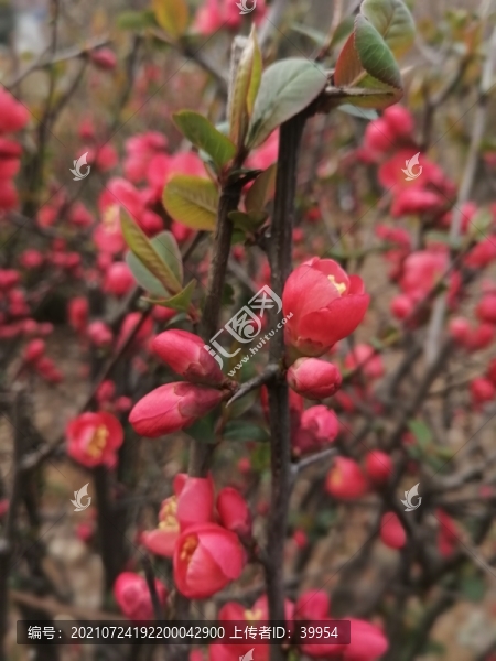 春天紅色的花海棠花苞