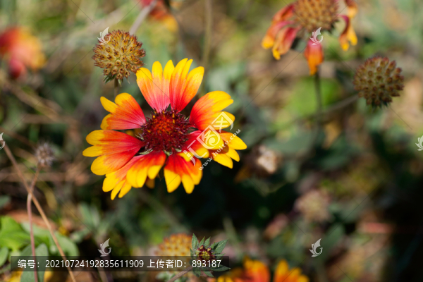 深秋的紅色野花