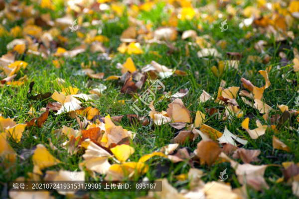 公園里秋天滿草地的銀杏葉