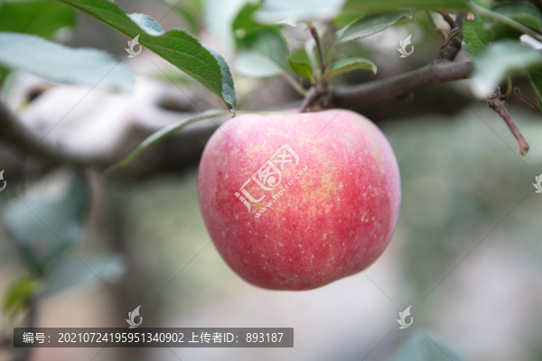 秋天枝頭成熟的紅蘋果
