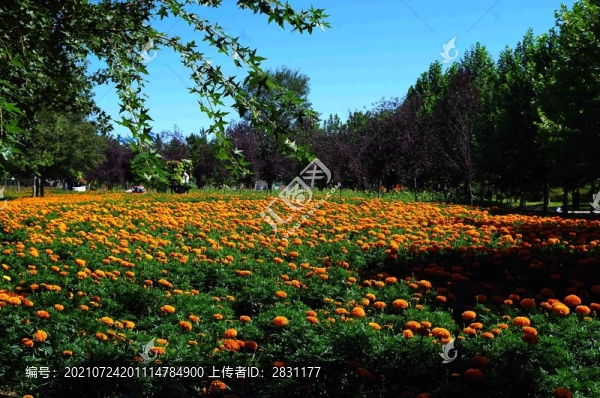 北京順義國際鮮花港