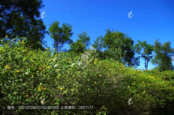 北京順義國(guó)際鮮花港