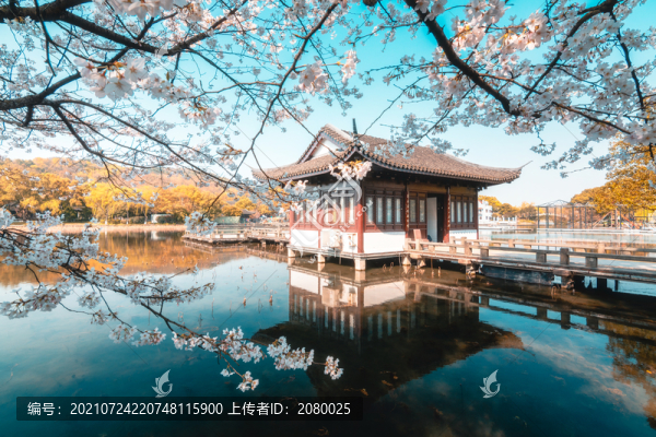 杭州西湖曲院風(fēng)荷櫻花