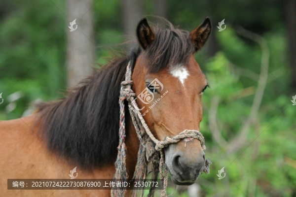 馬
