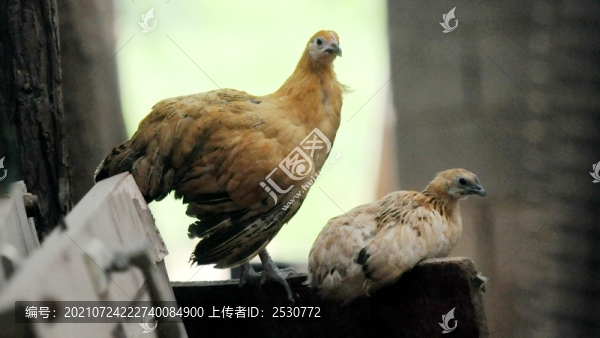雞