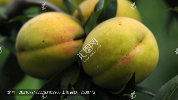 黃桃