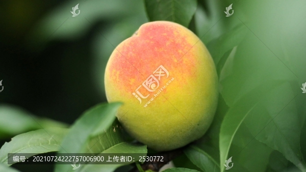 黃桃