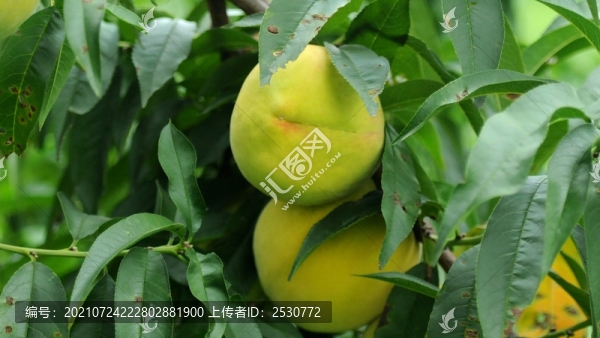 黃桃