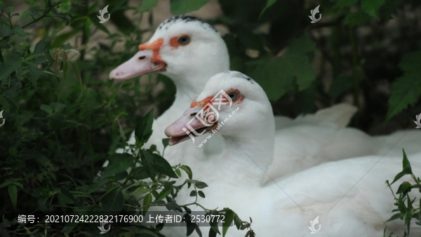 鴛鴦鴨