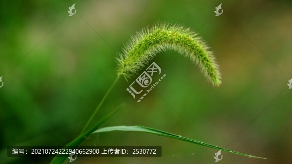 狗尾草